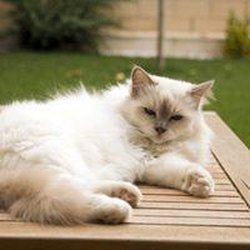 Creature Comforts