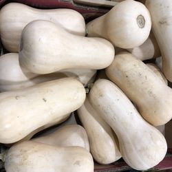 Jarjura's Farm - Squash