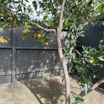 Michael Angelo Custom Painting - Beautiful solid stain on our fence - Painters Near Me - Huntington Beach, California