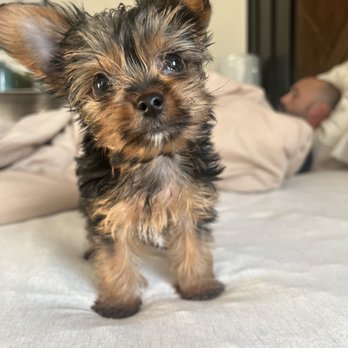 Heart Yorkie - Pet Breeders Near Me Heart Yorkie - Pet Breeders Near Me