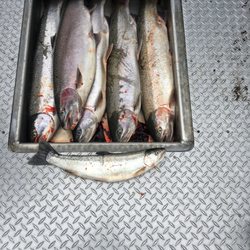 Dave's Guide Service