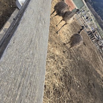 Ostrichland USA - Attraction Farms Near Me - Solvang, California Ostrichland USA - Attraction Farms Near Me - Solvang, California