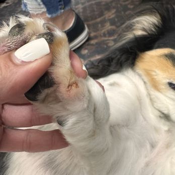 Dogs Etc - Bleeding nail cut - Pet Groomers Near Me - Newhall, California