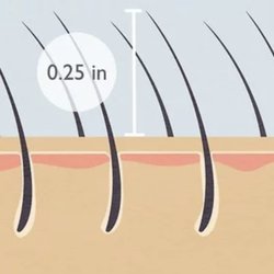 True Beauty Brazilian Wax - The optional length for the best waxing experience should be the length of a grain of rice.