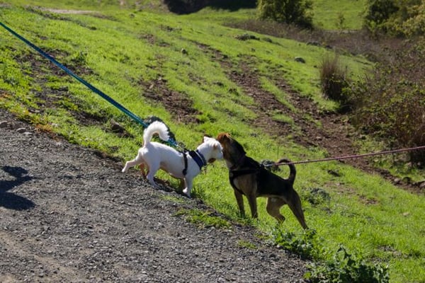Taylor Mountain Regional Park by null