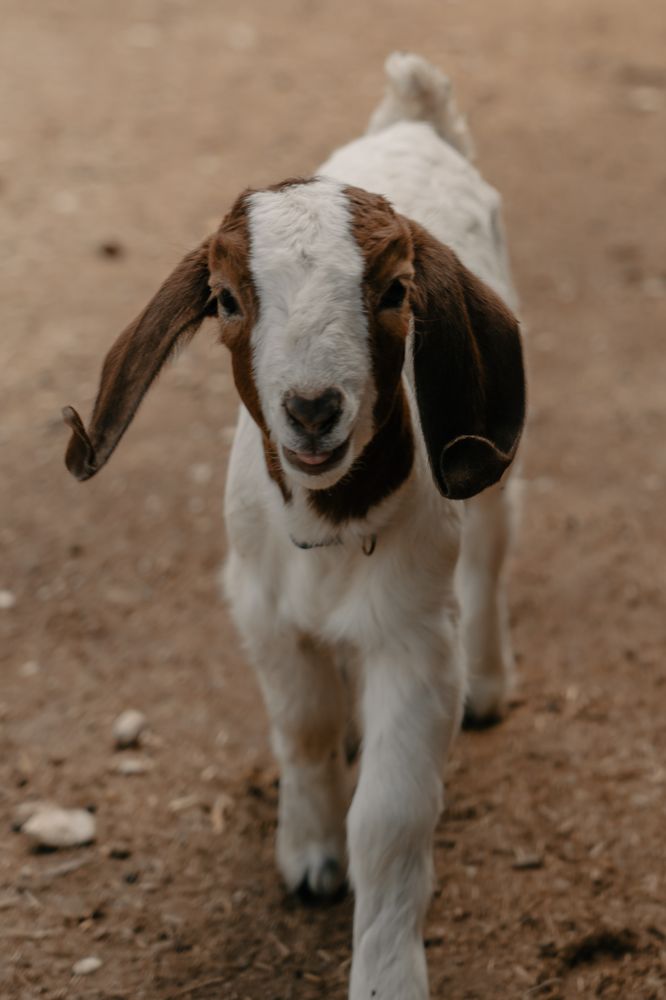 THE CORRAL AT THE TA RANCH 41 Photos 28623 Old Hwy 87, Buffalo
