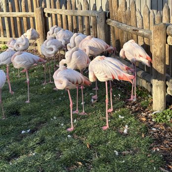 Miller Park Zoo - Flamingoes - Zoos Near Me - Bloomington, Illinois Miller Park Zoo - Flamingoes - Zoos Near Me - Bloomington, Illinois