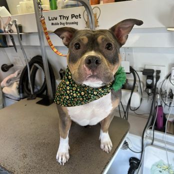 Luv Thy Pet Mobile Pet Grooming - Pet Groomers Near Me Luv Thy Pet Mobile Pet Grooming - Pet Groomers Near Me