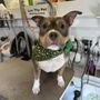Photo of Luv Thy Pet Mobile Pet Grooming