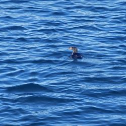 Outer Island Expeditions - Puffin!