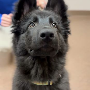 Marquette Veterinary Clinic - Veterinarians Near Me - Marquette, Michigan Marquette Veterinary Clinic - Veterinarians Near Me - Marquette, Michigan