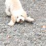 Photo of JEM Pet Services