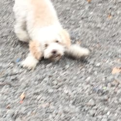 JEM Pet Services - Tony