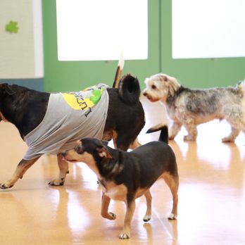 Barkaritaville Pet Resort - Pet Groomers Near Me - Corpus Christi, Texas