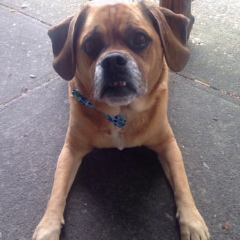 Amrit India Restaurant - Brunch with my main man #petfriendly - Indian Near Me - Bloomington, Indiana Amrit India Restaurant - Brunch with my main man #petfriendly - Indian Near Me - Bloomington, Indiana