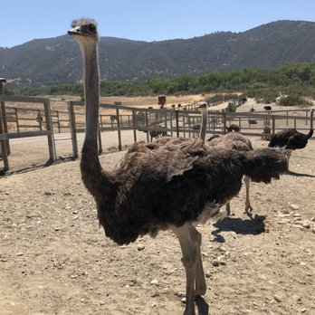 Ostrichland USA - Attraction Farms Near Me - Solvang, California Ostrichland USA - Attraction Farms Near Me - Solvang, California