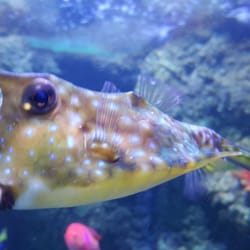 The National SEA LIFE Centre Birmingham - Cool fish!