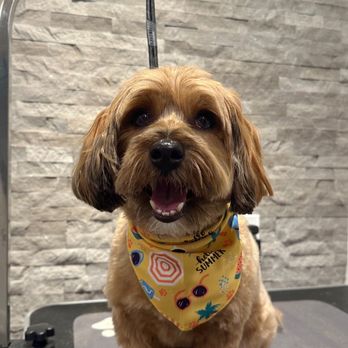 Trendy Paws Pet Grooming - Pet Groomers Near Me - Pickering, Ontario Trendy Paws Pet Grooming - Pet Groomers Near Me - Pickering, Ontario