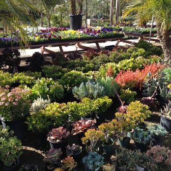 Blvd Nursery - A spectrum of succulents in every color and texture - Nurseries & Gardening Near Me - Pasadena, California Blvd Nursery - A spectrum of succulents in every color and texture - Nurseries & Gardening Near Me - Pasadena, California