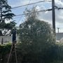 Photo of Planet Tree Service