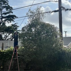 Planet Tree Service - During