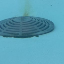 Black algae all over pool