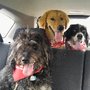 Photo of Good Mojo Pet Care