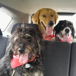 Good Mojo Pet Care - Dog smilin!