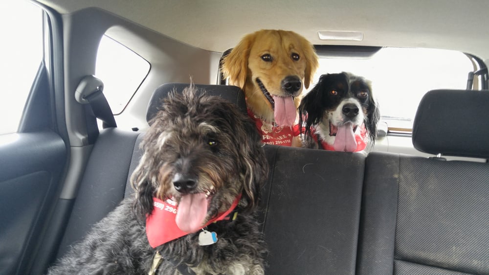 Good Mojo Pet Care - pet boarding facility in Nashville, TN