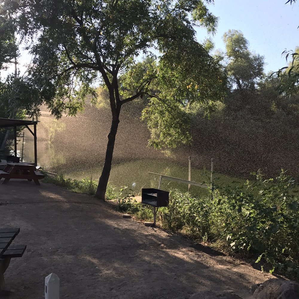 Clear Lake Campground - Millions of rice flies. Morning of 8/27/17. - Boating Near Me - Clearlake, California Clear Lake Campground - Millions of rice flies. Morning of 8/27/17. - Boating Near Me - Clearlake, California