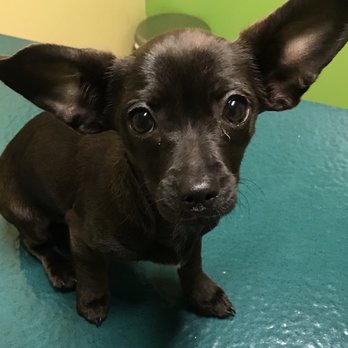 Dublin Veterinary Hospital - Veterinarians Near Me - Dublin, California Dublin Veterinary Hospital - Veterinarians Near Me - Dublin, California