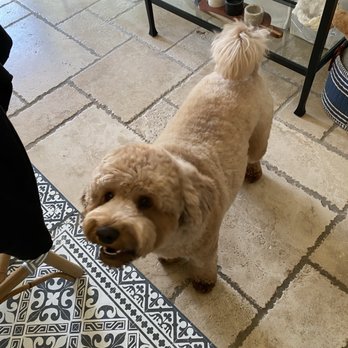 That Doggone Parlor - My Goldendoodle, Mischa, after The Doggone Parlor worked her magic. She was in such a good mood. - Pet Groomers Near Me That Doggone Parlor - My Goldendoodle, Mischa, after The Doggone Parlor worked her magic. She was in such a good mood. - Pet Groomers Near Me
