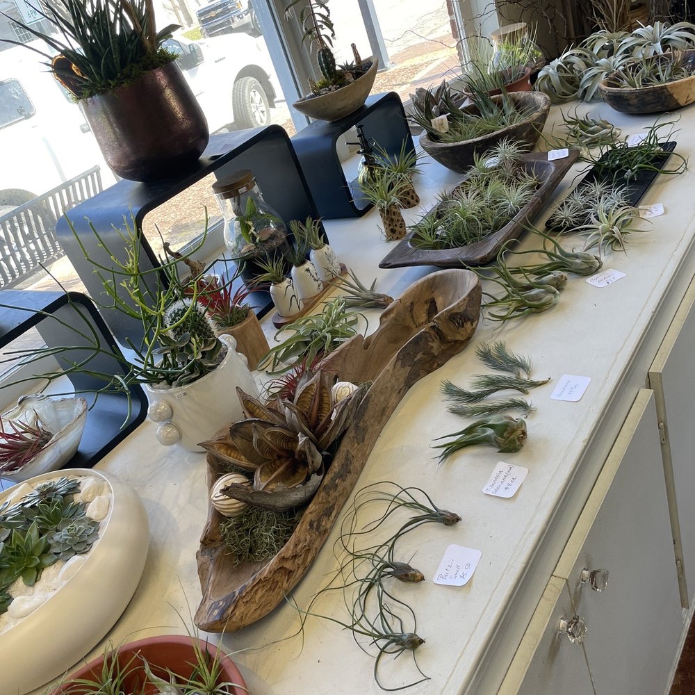 City Garden Design - Air plants - Nurseries & Gardening Near Me - Cary, North Carolina City Garden Design - Air plants - Nurseries & Gardening Near Me - Cary, North Carolina