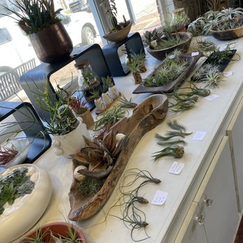 City Garden Design - Air plants - Nurseries & Gardening Near Me - Cary, North Carolina City Garden Design - Air plants - Nurseries & Gardening Near Me - Cary, North Carolina