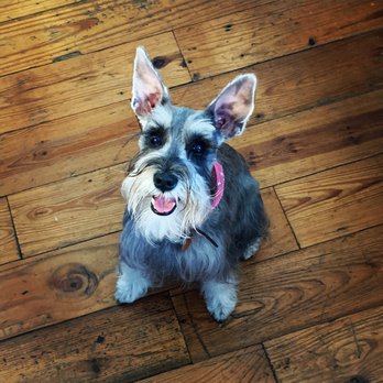 The Bubble Club - Macy is a happy girl after her groom - Pet Groomers Near Me - Houston, Texas