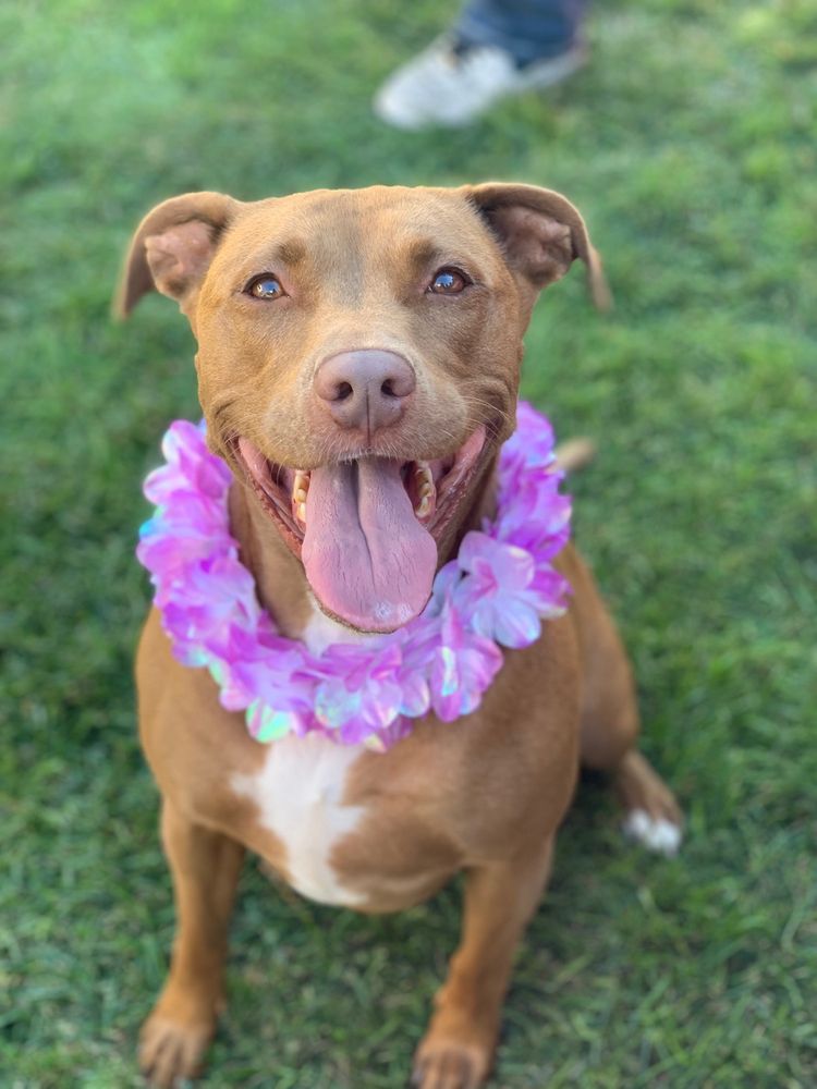 PET HOUSE CALLS Updated October 2024 28 Reviews 2570 Lexington