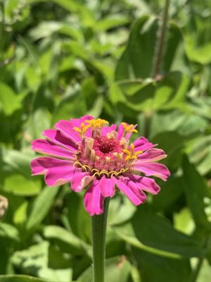 Photo of Mezger Family Zinnia Patch - Woodland, CA, US.