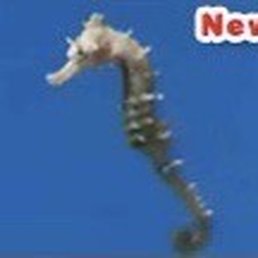 Seahorse are in the tank Seahorse are in the tank