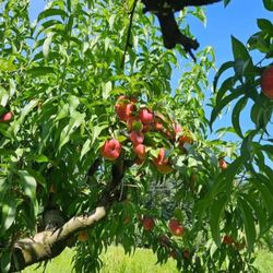 Apgar’s Cider Press - Peach Donut tree