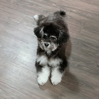 Petco - Toby lookin' good after his bath and trim - Pet Training Near Me - Beaverton, Oregon