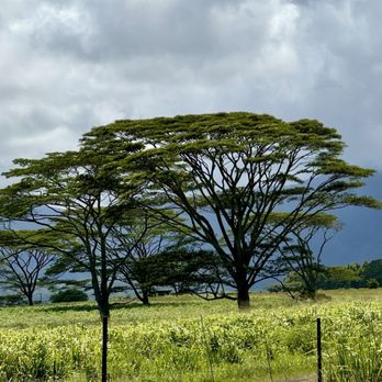 Kauai Soul Travel - Travel Services Near Me Kauai Soul Travel - Travel Services Near Me