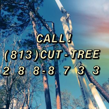 Global Tree Care - 813-cut-tree - Tree Services Near Me - Spring Hill, Florida Global Tree Care - 813-cut-tree - Tree Services Near Me - Spring Hill, Florida