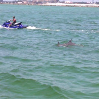 Southern Star Dolphin Cruise - Whale Watching Tours Near Me - Destin, Florida Southern Star Dolphin Cruise - Whale Watching Tours Near Me - Destin, Florida