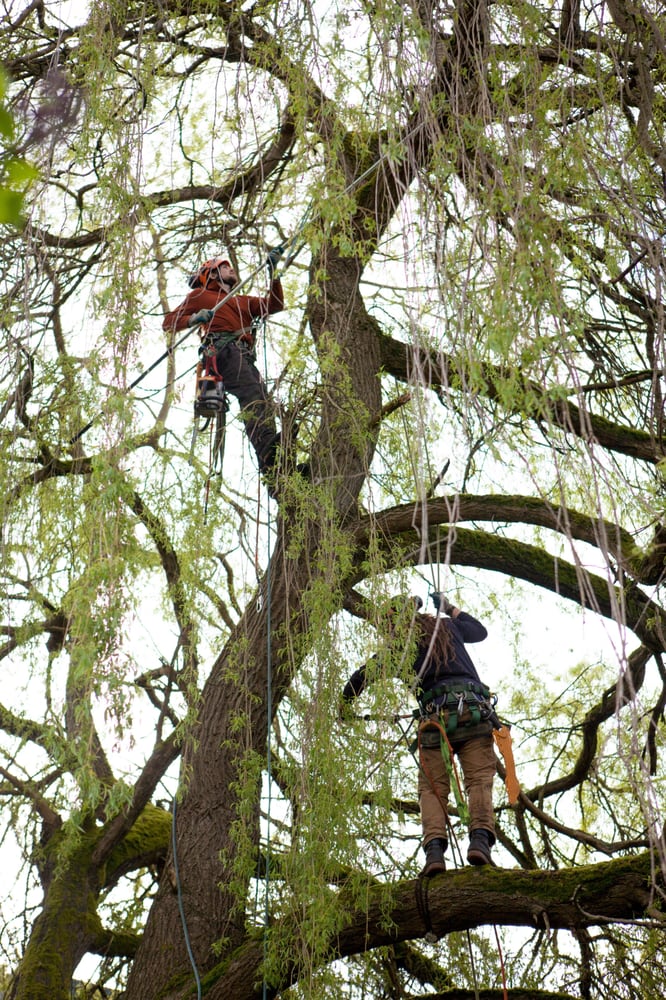 Vitalitree - tree service in Seattle, WA