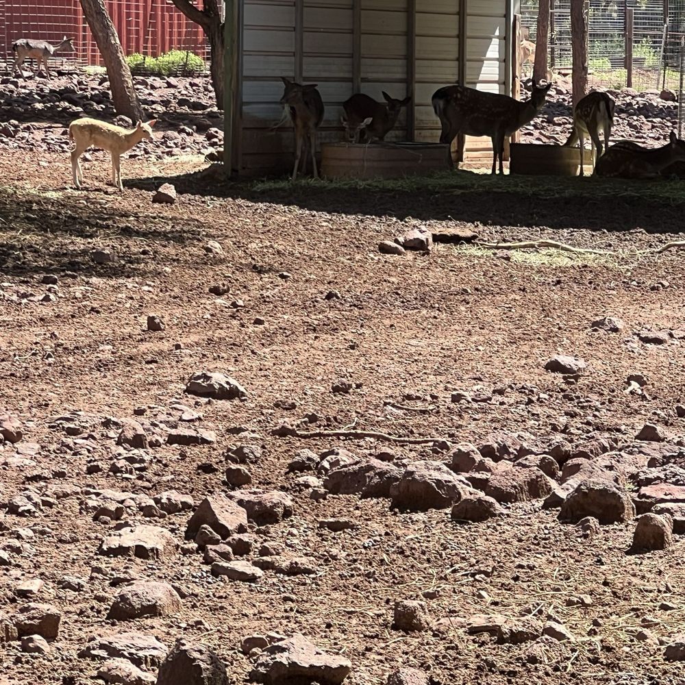 Grand Canyon Deer Farm - Zoos Near Me - Williams, Arizona Grand Canyon Deer Farm - Zoos Near Me - Williams, Arizona