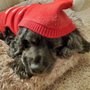 Photo of Traditions Animal Hospital