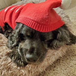 Traditions Animal Hospital - Sam our 12yr old cocker spaniel at Christmas