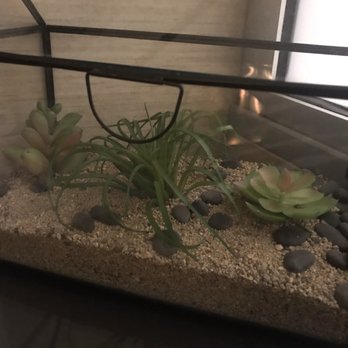 Shade Hotel Manhattan Beach - Cool terrarium - Hotels Near Me - Manhattan Beach, California Shade Hotel Manhattan Beach - Cool terrarium - Hotels Near Me - Manhattan Beach, California