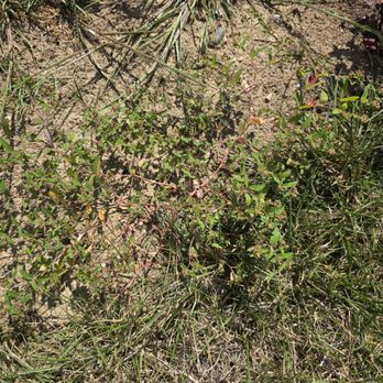 ExperiGreen Lawn Care - Pest Control Near Me - Indianapolis, Indiana