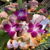 Hana Matsuri Sushi gift card